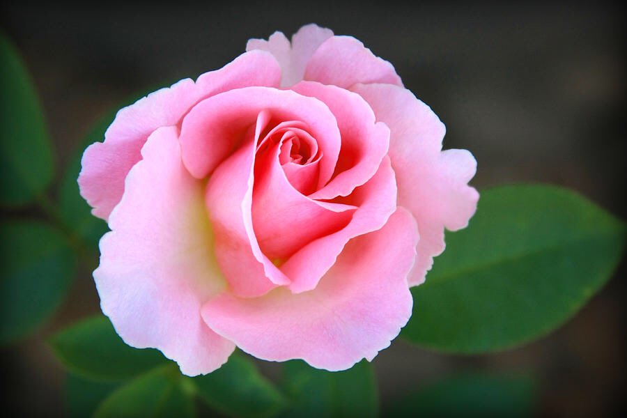 CarolLeeMiller's tweet photo. “Elle" #photography #art #artist #creative #inspiration #design #style #decor #home #gifts #roses #pink #spring #flowers #fresh #nature https://t.co/iadGxcduJs https://t.co/viRniOeYZ6