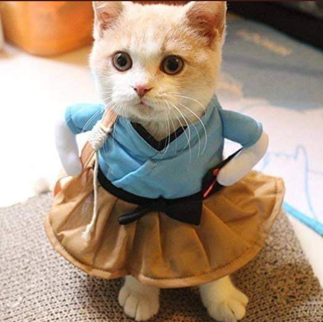 “A kitten is in the animal world what a rosebud is in the garden.”

Robert Southey