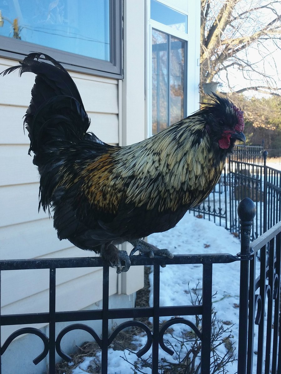 Introducing the cast: This is Napoleon, my tiniest rooster. He's a Silkie breed, but doesn't have the right feathers (they're usually soft and fluffy). He loves Turkey Girl.