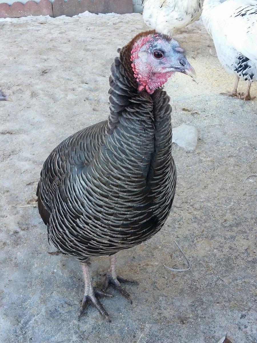 This is Turkey Girl! Isn't she beautiful? She loves Napoleon back, spurning all of our large and glorious toms in favor of his company.
