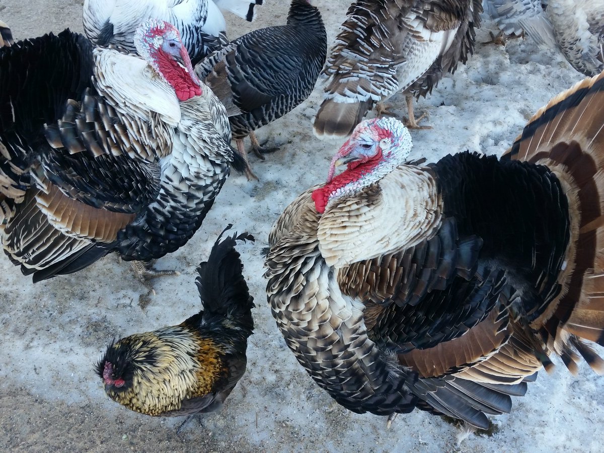 One morning I went to toss some corn (it helps keeps the birds warm in winter) to Napoleon and TG, who as usual were off alone together. Suddenly, chaos erupted. Turkeys were screaming and hollering, bumping Napoleon out of the way to get the treats.