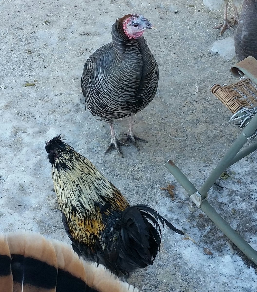 Napoleon and turkey girl have loved each other since they were tiny chicks. Neither of them has eyes for anyone else. Usually roosters have a harem, but not Napoleon. I've never seen him try to woo any other girl, and he sleeps cuddled under TG's wing in the coop each night.