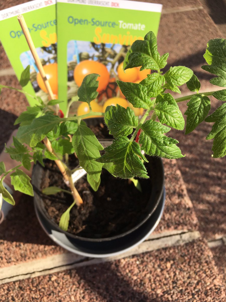 do_foss's tweet image. Saatgut wie Software! Wir können auch analog. Selbstversorgung in Corona-Zeiten mit Sunviva-Tomaten! #opensource #DoFOSS #opensourceseed Für Infos bitte hier lang: blog.do-foss.de/beitrag/bits-b… Für das Saatgut bitte zum Thread.