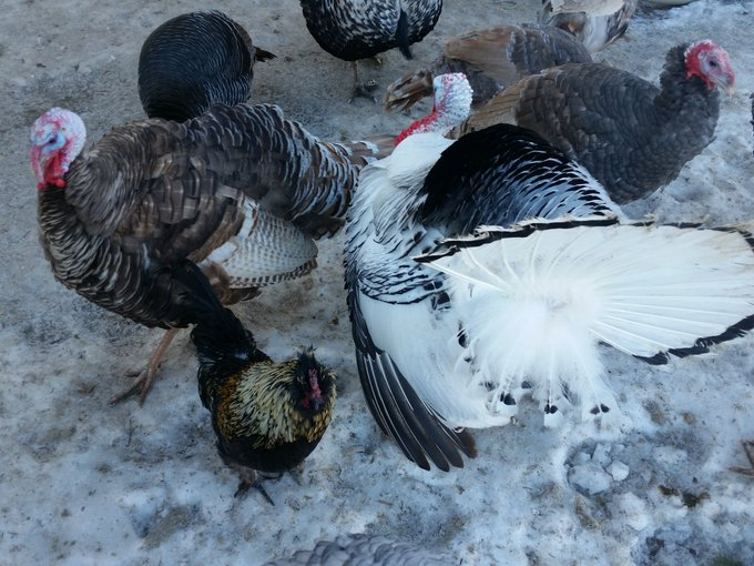 Napoleon had found a bit of corn and was calling, gently clucking and cooing, to Turkey Girl to come get it, but he was muscled aside.