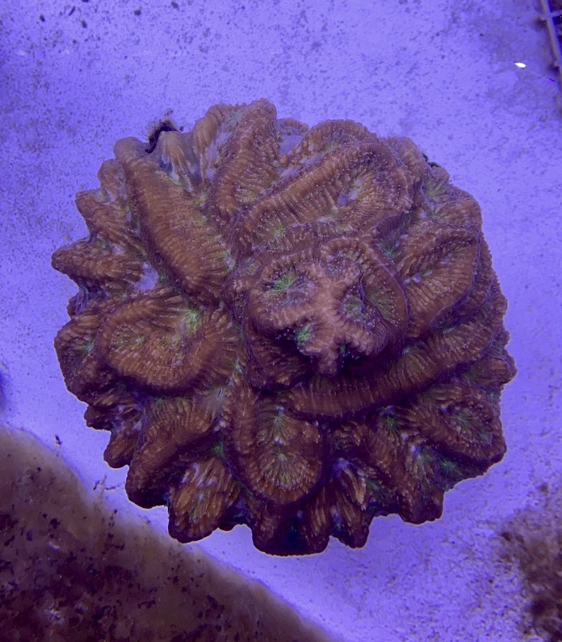 PolypProtectors's tweet photo. Before and after I see my quarantine snacks...While the rest of our lab is working from home, our coral husbandry team takes turns going into the lab to feed our corals. @TessaVekich fed the corals this morning and took this shot of a C. nat coral with its mouths wide open. https://t.co/0YldyJxsDM