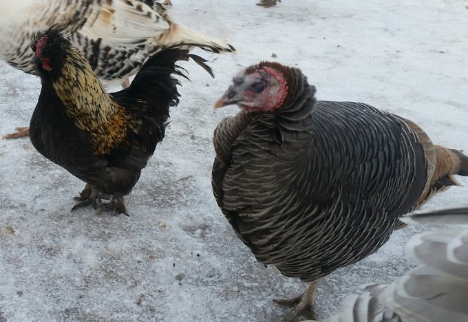 Napoleon & TG's love has caused some issues. For instance, the turkeys wander out in bad weather while chickens hide in the coop, staying warm. Napoleon wanted to follow TG everywhere so multiple times I had to chip him out of ice. He'd get cold, sit, and freeze to the ground.