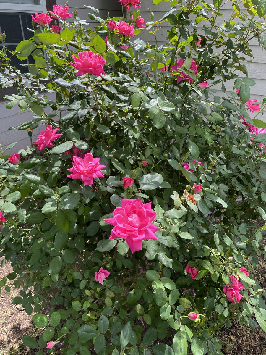 Mrs. Whitmire (@whitmireford5th) on Twitter photo National walking day with the family! Lots of beauty in our neighborhood! <a href="/ElementaryFord/">FordElementary</a> <a href="/JBMcMullenedu/">Jessica McMullen</a> #goodthingsgisd National walking day with the family! Lots of beauty in our neighborhood! <a href="/ElementaryFord/">FordElementary</a> <a href="/JBMcMullenedu/">Jessica McMullen</a> #goodthingsgisd