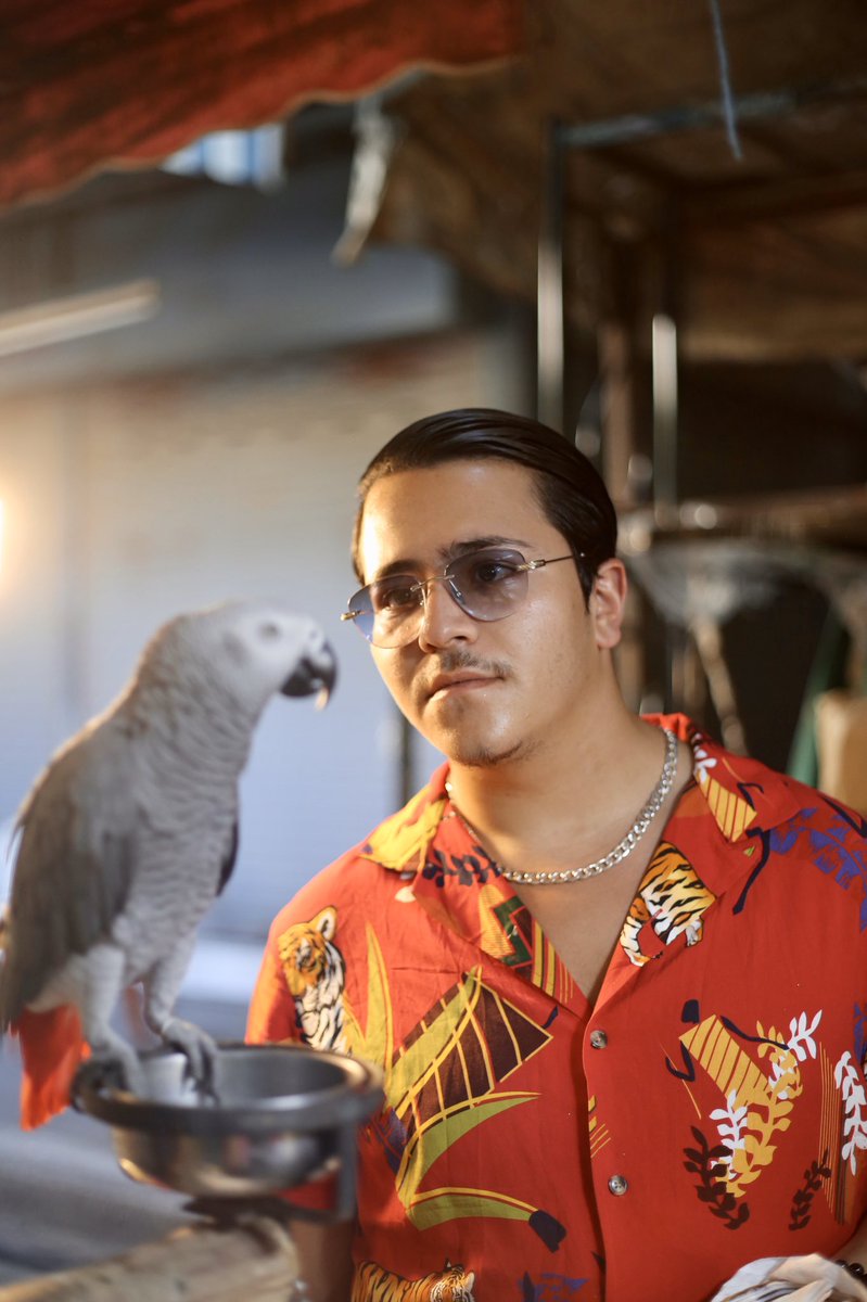 AIGLE ROYALE DE PALOMBIE 🦅