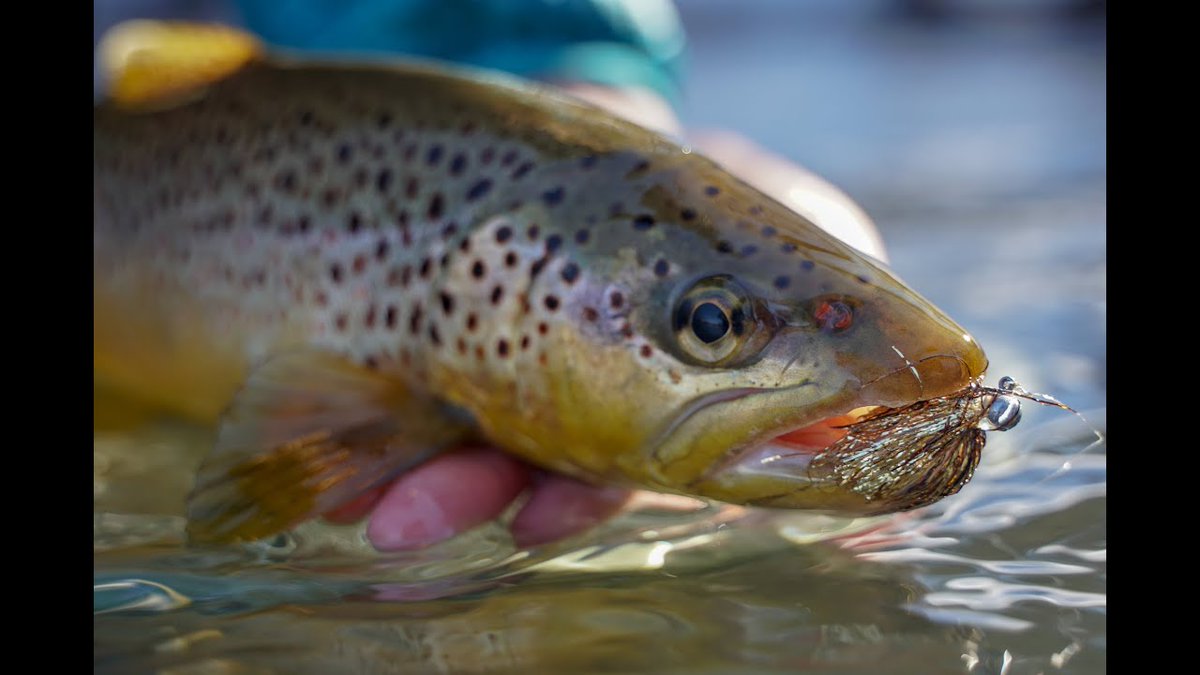 JoycesInteriors's tweet photo. Video: The way to Jig Streamers in Excessive, Muddy Water https://t.co/VClcaGAIKS https://t.co/xnOOErRP4f