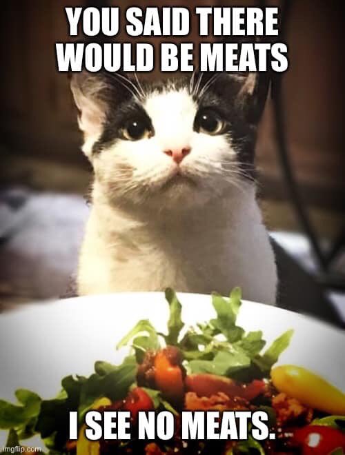 mad_harlot's tweet photo. This is Lemmy.  Lemmy Wants to be internet famous.   Please retweet to help make Lemmy internet famous. #lemmythecat #CatsOfTwitter https://t.co/12Xi2M7Xwn