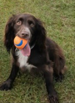 bs2510's tweet photo. REGGIE #SpanielHour
#Missing 05 Mar 2020 #SturtonLeSteeple #Retford #Leverton #Wheatley #Nottinghamshire DN22
Male #Spaniel Cross (Neutered) Adult Brown/ chocolate White chest Tagged & Microchipped
REGGIE's Group https://t.co/qxHeN6Pvjf
DL Link https://t.co/ADIVYxoS4b https://t.co/DeDLPUtUVn