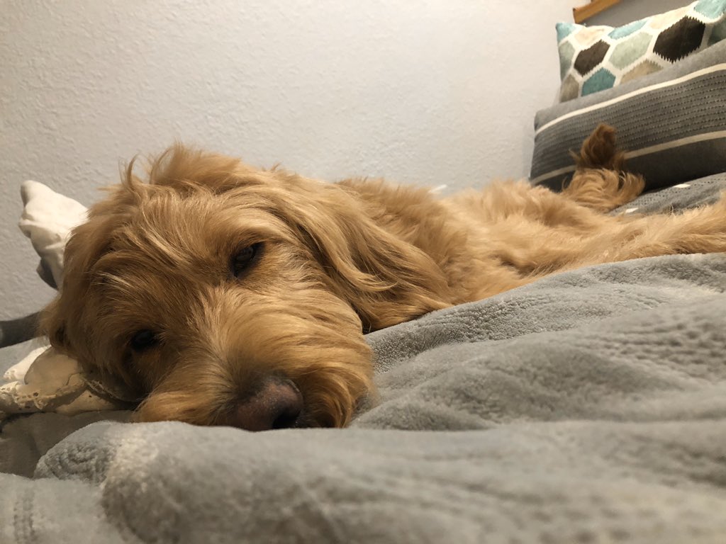 MaddRyan7's tweet photo. I can’t handle his cuteness https://t.co/rLjymGyYbL