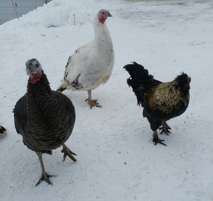 Napoleon and Turkey Girl really wanted kids. They tried to mate, sit on eggs, and were always adopting everyone else's children when those got old enough them their moms kicked them out. Here they are with one of their young turkey adoptees.