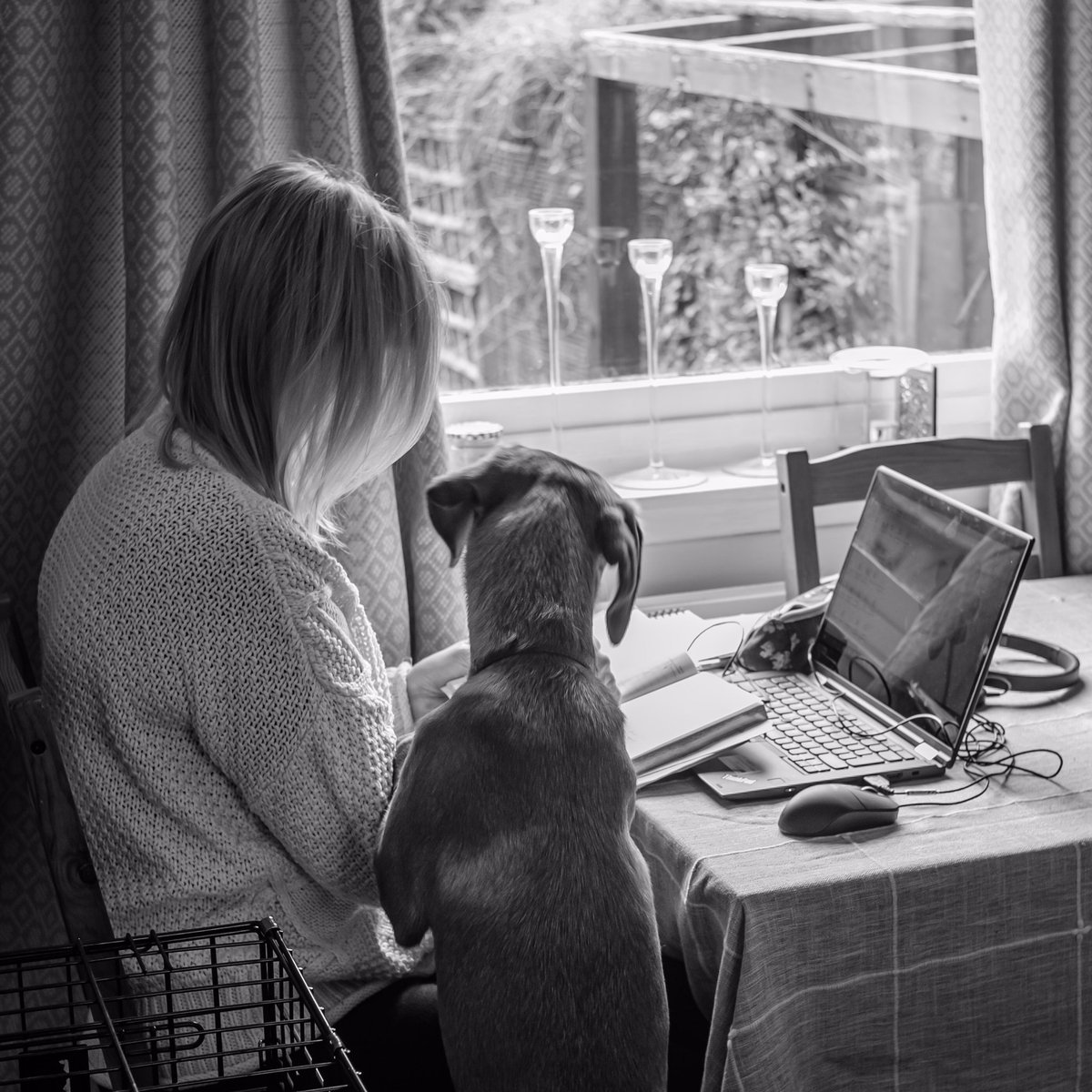McMee's tweet photo. Team Meeting. #workingfromhome #HomeOffice #hometasking4 #lockdownuk #teammeeting #StaySafe #StayHomeSaveLives #labrador #fujifilm #fuji #7artisans #blackandwhite #blackandwhite_photography https://t.co/kbCgGF0SxE