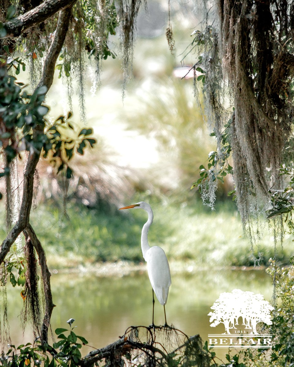 The best of both worlds - #NationalWalkingDay and bird watching in Belfair! 

🤲💯📸

#belfairwildlife #discoverbelfair #belfair1811 #lowcountrywildlife #loveblufftonsc #heartofthelowcountry #stayinghealthy