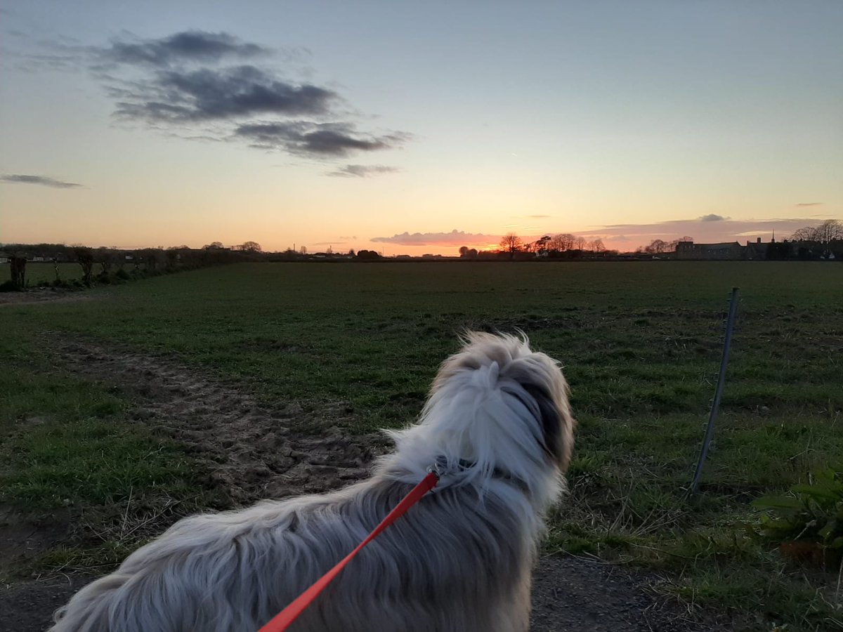 riverdogsuk's tweet photo. If there's one #pooch that knows how to stay active and defeat boredom, it's our very own Logan! Not content with chasing his #tail, he's been out on some pretty stunning walks, getting some of the biggest cuddles from George, and sharing a cocktail or two in front of the tv.! https://t.co/enZURVINsw