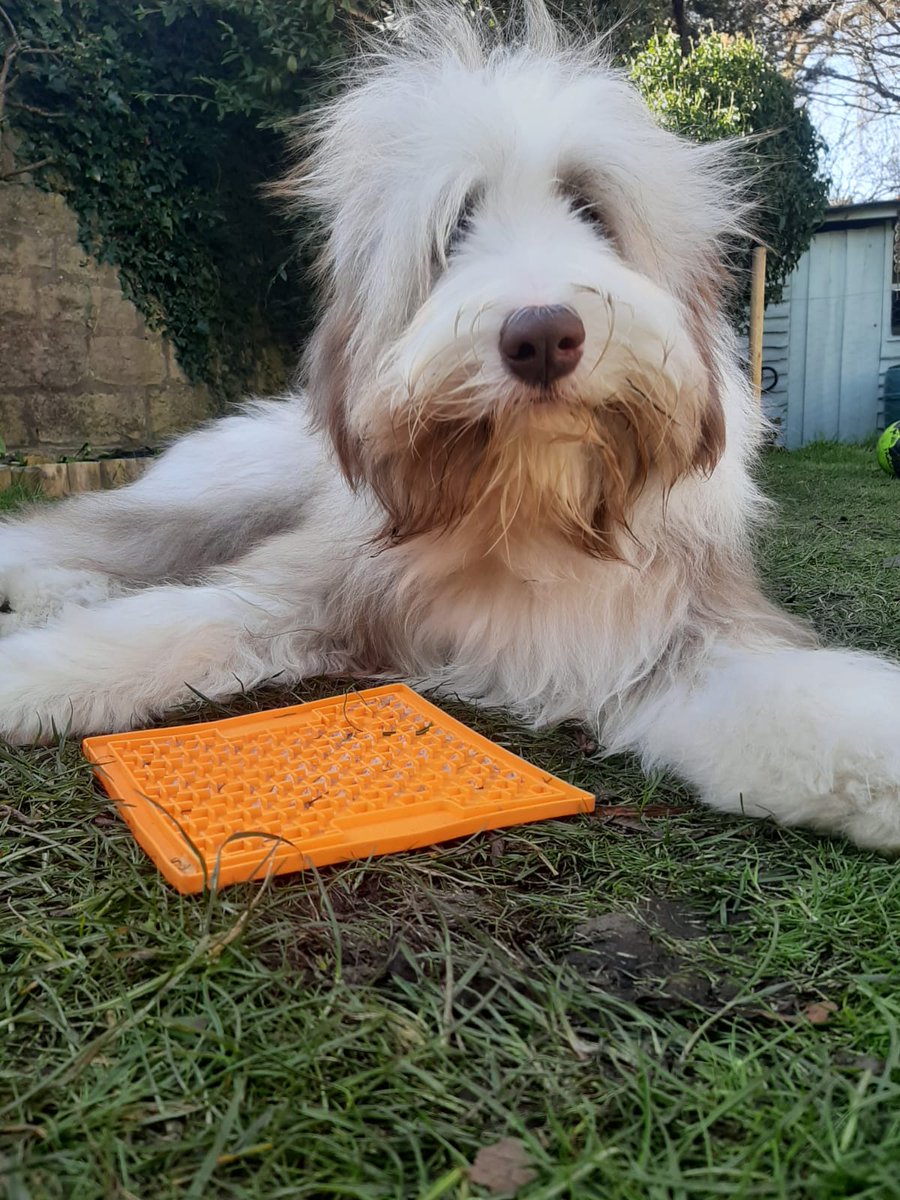 riverdogsuk's tweet photo. If there's one #pooch that knows how to stay active and defeat boredom, it's our very own Logan! Not content with chasing his #tail, he's been out on some pretty stunning walks, getting some of the biggest cuddles from George, and sharing a cocktail or two in front of the tv.! https://t.co/enZURVINsw
