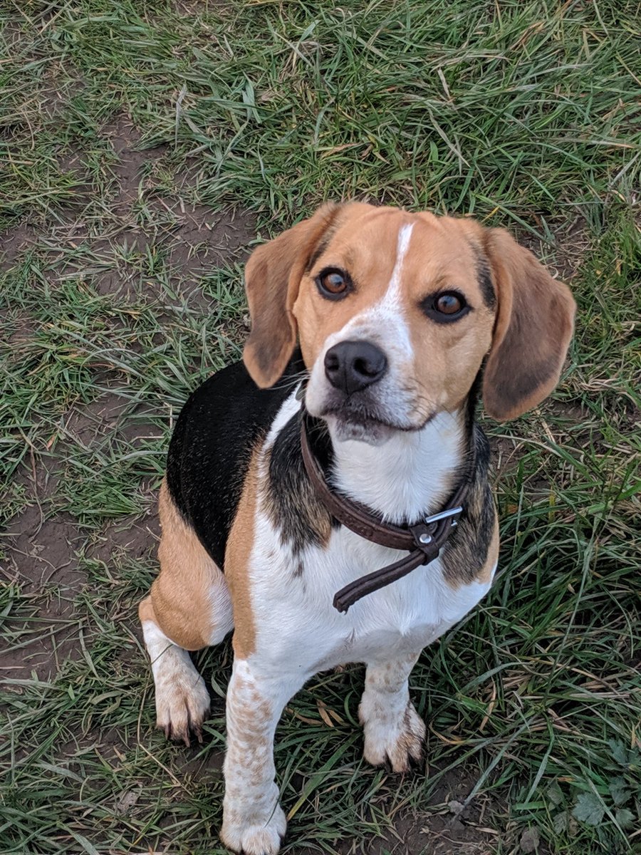 Pose for the camera 😍🐕🦴