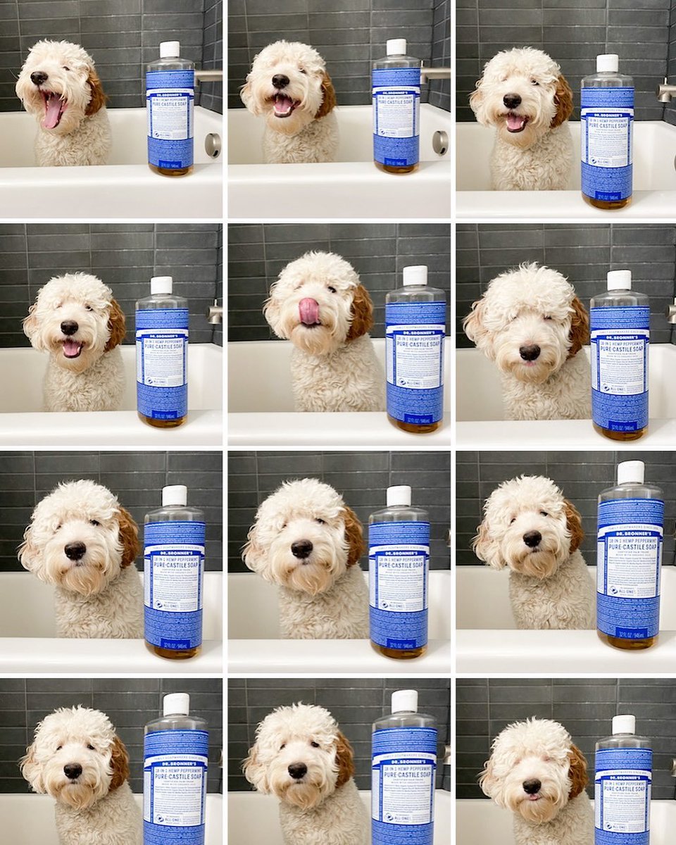 dr bronners dog