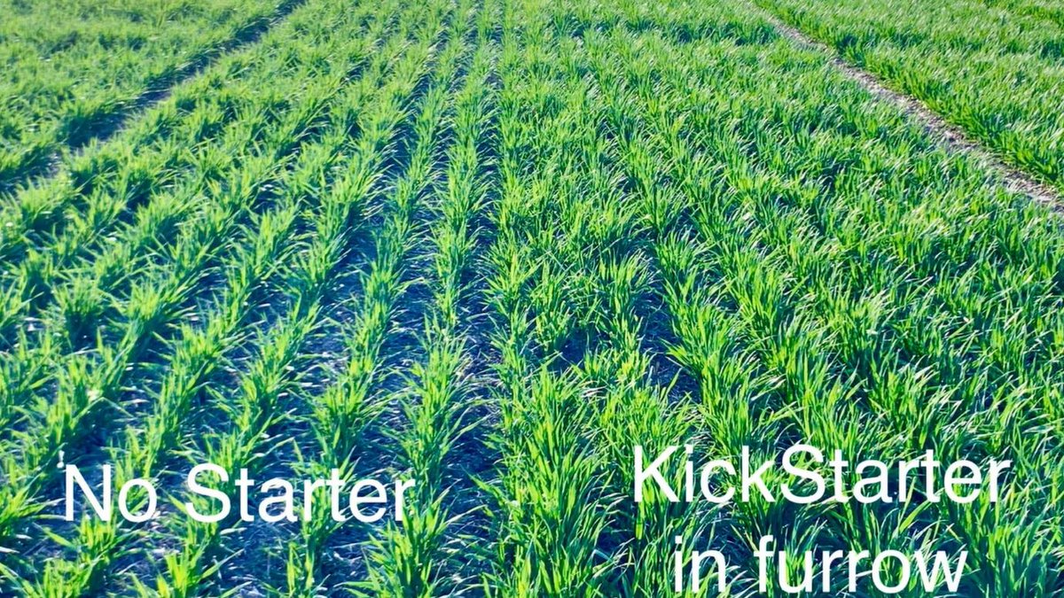 themcgregorco's tweet photo. Phosphorus and Zinc drive spikes per acre early in the growing season, but are tricky in cool PNW soils. #KickStart your yield foundation with the power of #Mstruct.
https://t.co/ZYyp2cLRPM https://t.co/wZqjXmwEBx