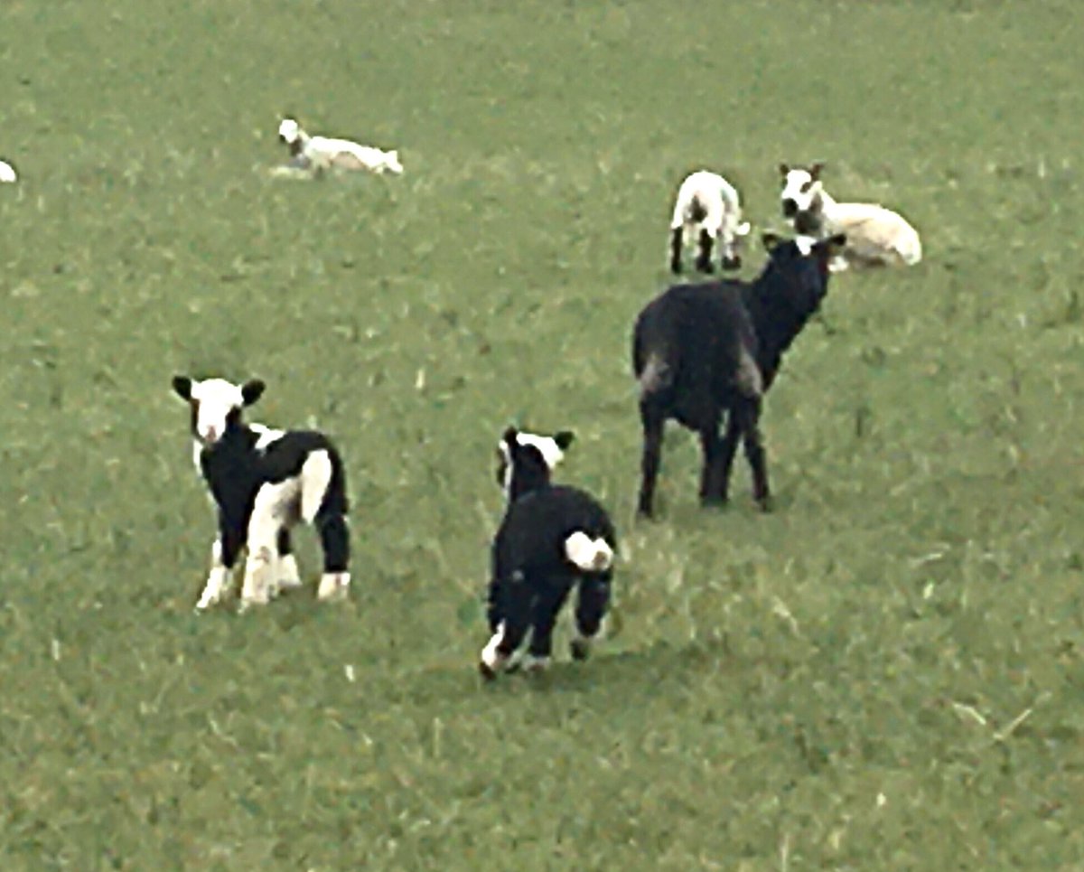 KarinaKellyirl's tweet photo. Found these guys wandering around a donegal field- Calves masquerading as lambs? 😂💕💕💕 https://t.co/J7lZc6oKOO