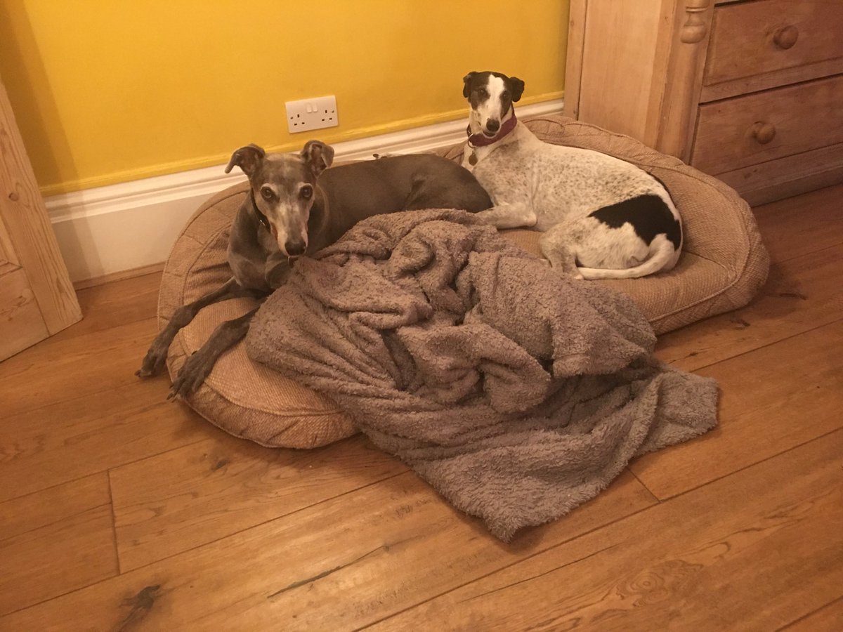 droopys_reason's tweet photo. She’s trying to push me off the best bed, but I’m not budging ... https://t.co/DPNVR2kv2w