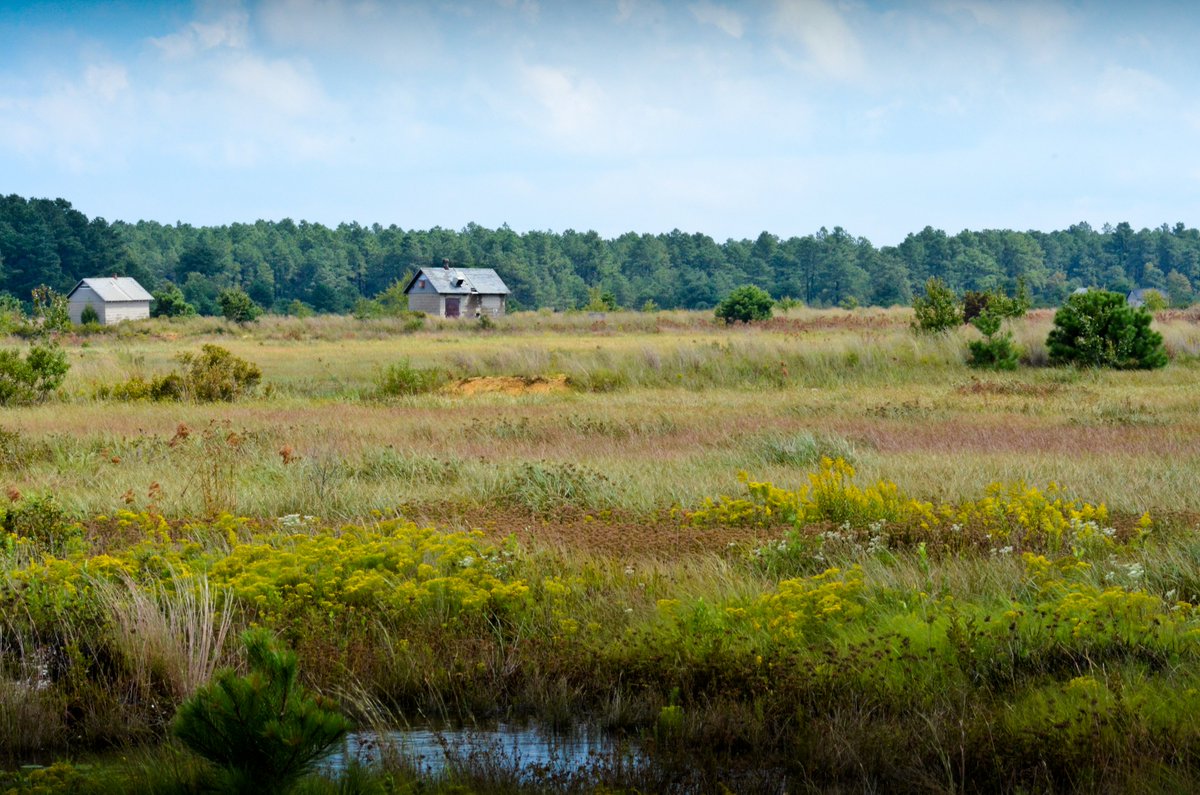 PinesAlliance's tweet photo. Lovely picture of abandoned cranberry bogs at the Franklin Parker Preserve protected by the @ConserveNJ. Breathe it in. #AloneTogether #getoutside #njrocks https://t.co/NcpqA3lh1U