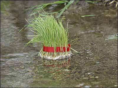 TAPPersiaTravel's tweet photo. #13bedar instructions:
Number one: Take the #Sabze (grass) of #haft_sin and put in on top of the car. Add your whole family and take them in the country side. 
P.S:If it feel out don't worry that's a good sign,just stop and pick it up.
#PersianNewYear #Norowz #instructions https://t.co/nWo1i684gb