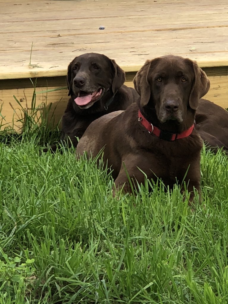brickadoodle's tweet photo. Me and Boonie Baby posed for our Easter pictures.  Boonie always smiles for pictures.  I like to bring the gravitas to holiday photos. https://t.co/qifJ994rCQ