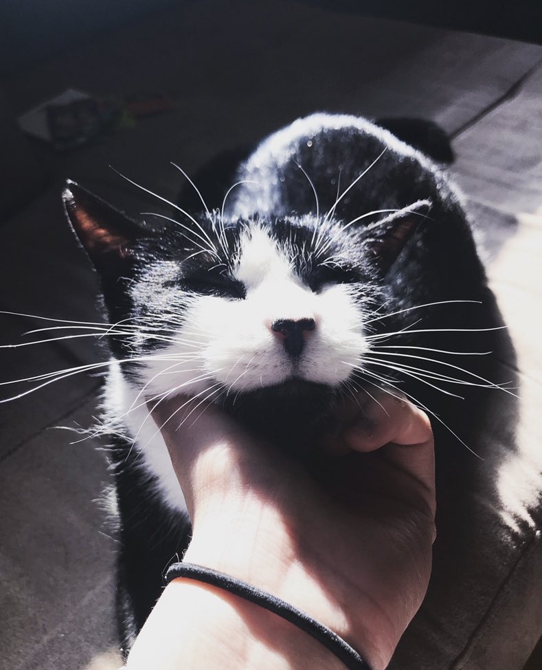 tatum1212's tweet photo. Study Buddy!!! Some pics of my cat, Hana:) #day3 #canthideourpride @FairfaxHighRebs https://t.co/zQTA24VN69