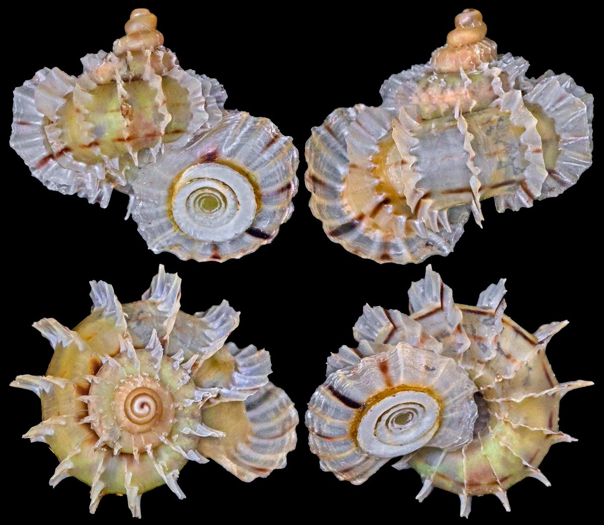 Land snail Meganipha rhecta Thompson, 1978
10.4mm, Loma del Puerto, Puerto Plata Province, Dominican Republic, image:squamiferum.net #landsnail #gastropod #DomincanRepublic #mollusc #biodiversity