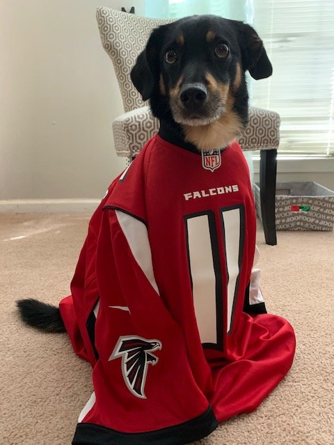 MalcomBridgeMS's tweet photo. MBMS students are rocking a Spirit Week from home! Today they sported their team's jerseys. (The pup belongs to Mrs. Giddens; he's a school favorite!) #malcombridge #gobolts #mbmspride https://t.co/4TQAUzhd2Y