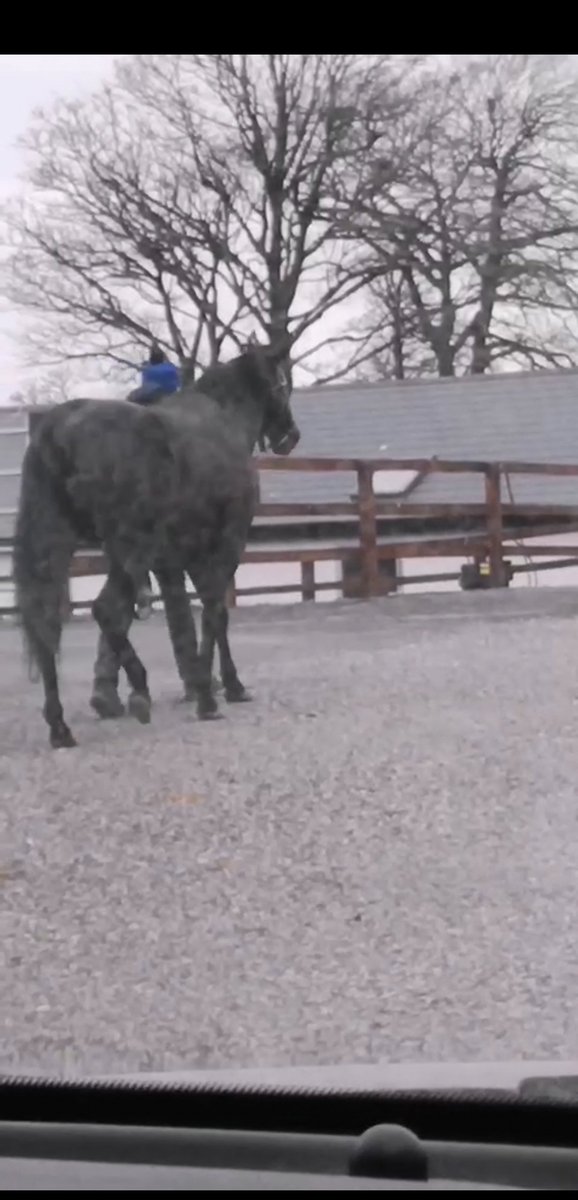 Seaniemahon87's tweet photo. Great set up @CompasStallions View from the jeep, very professional service. Thanks @KUROSHIO_TBRED https://t.co/cmcqUqUTSi