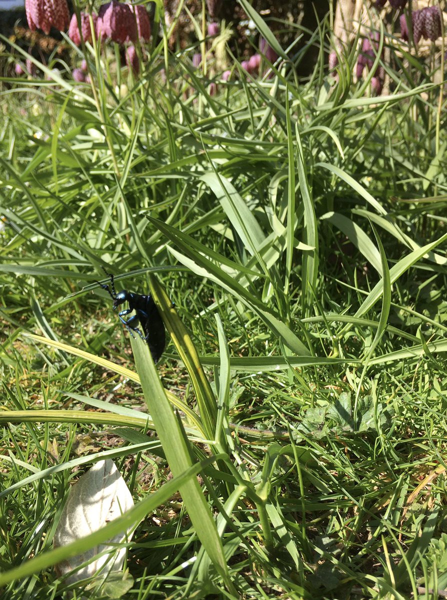 JulianWardlaw's tweet photo. Garden in #PiddleValley #Dorset today. Our wild #SnakesHeadFritillary mini meadow is thriving with some #OilBeetle, #SmallWhite butterfly emerging and young fish in #RiverPiddle #DorsetWildlifeWindow. @DorsetWildlife @Britnatureguide @savebutterflies . https://t.co/Id76RzjqQY