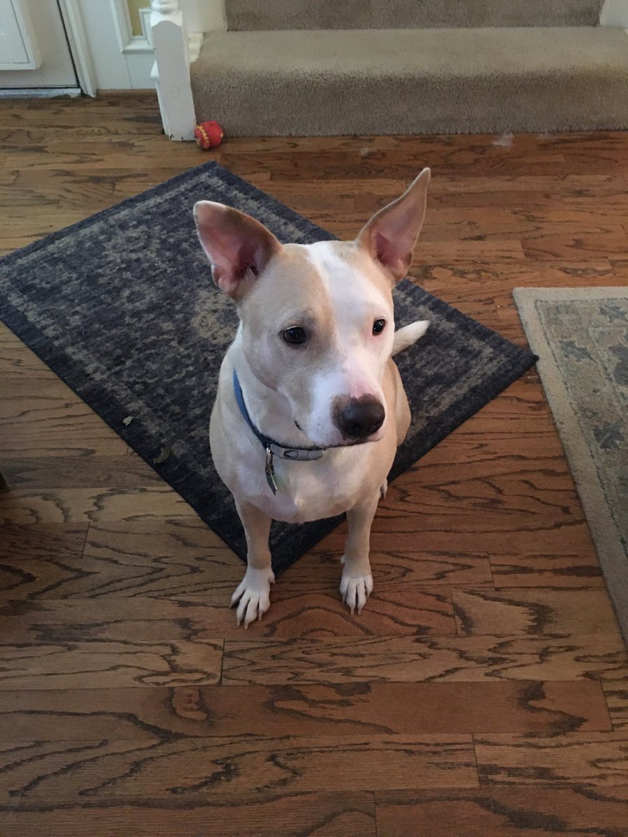 Allison Meyer tweet media