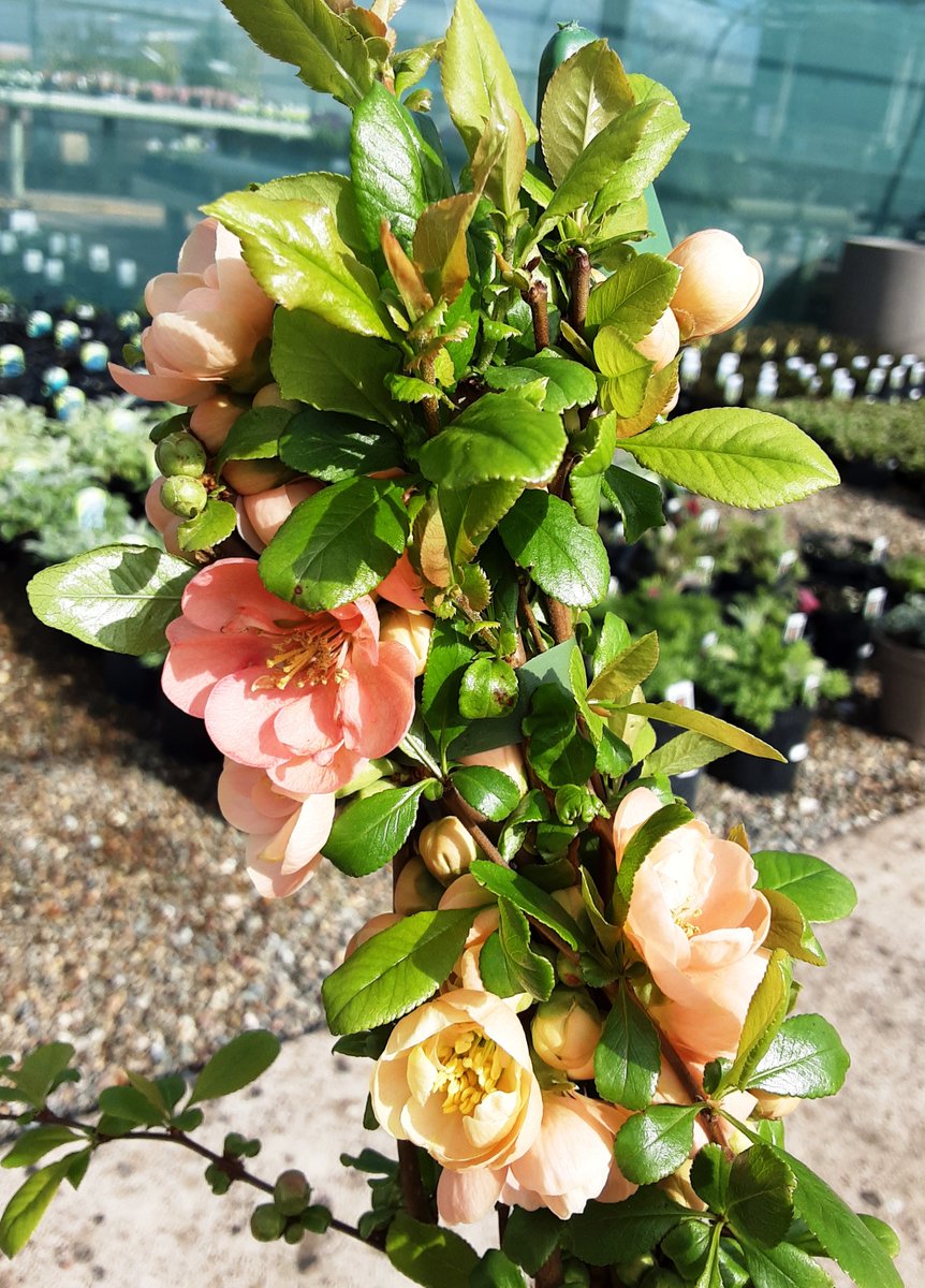 Hello All. During these times of isolation we are offering a delivery service, just take a look at the stock list on the plant centre page on our website and phone through your order on 07976 444618. We have lots of lovely plants, seeds, veg plants, composts etc.