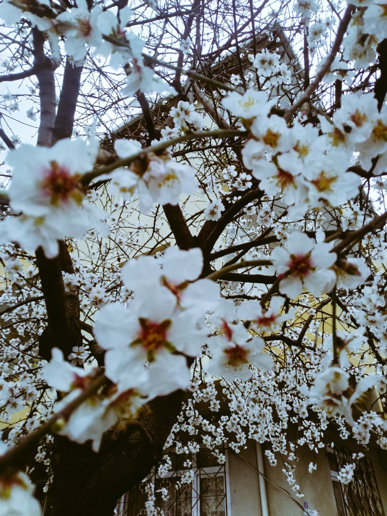 Kamuran ispaha (@tekmelet) on Twitter photo 