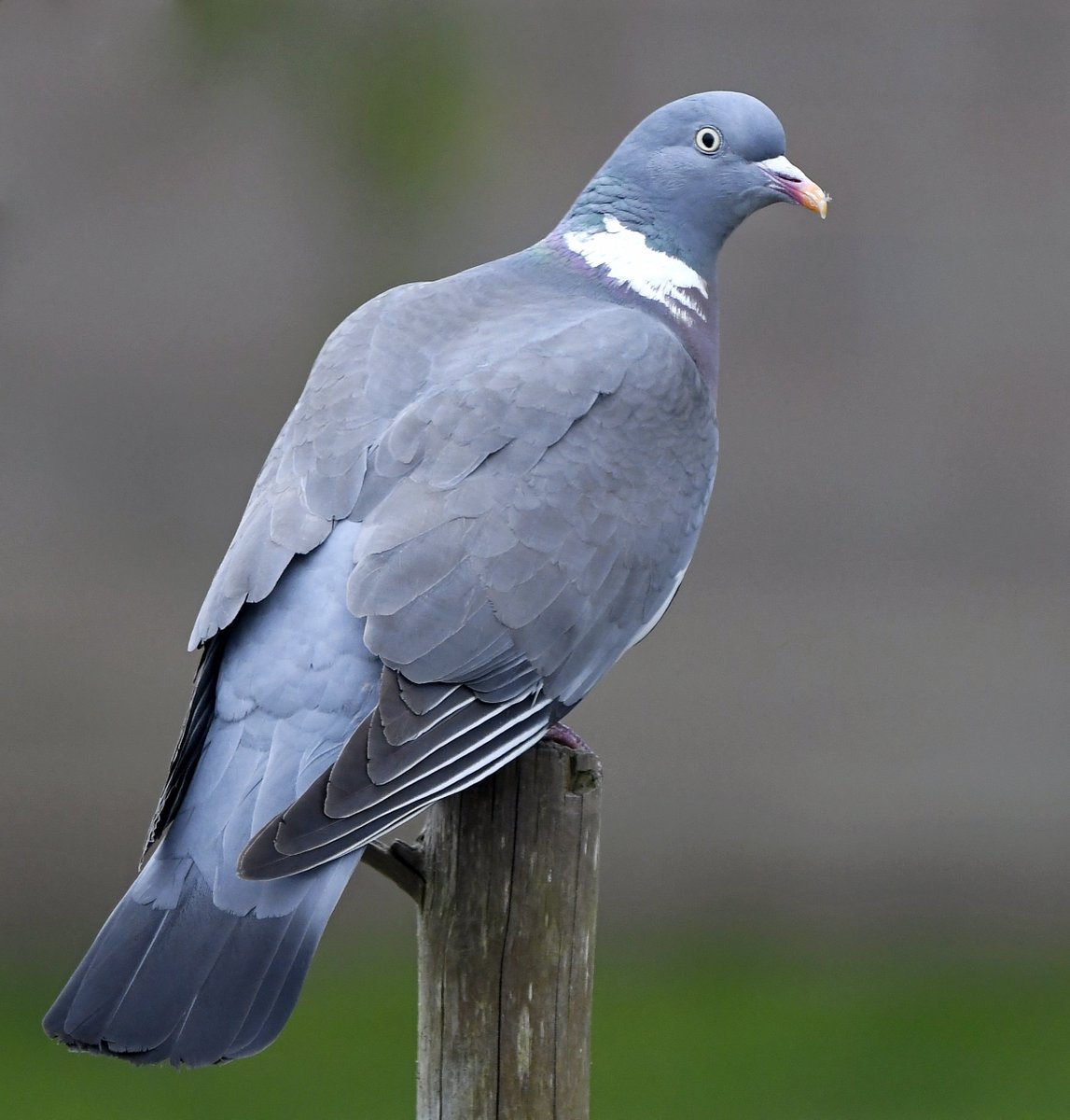6. Woodpigeon Always amusing watching these birds chase each other about in and around my garden, trying to secure mates.  #LockdownGardenBirdsSeen 