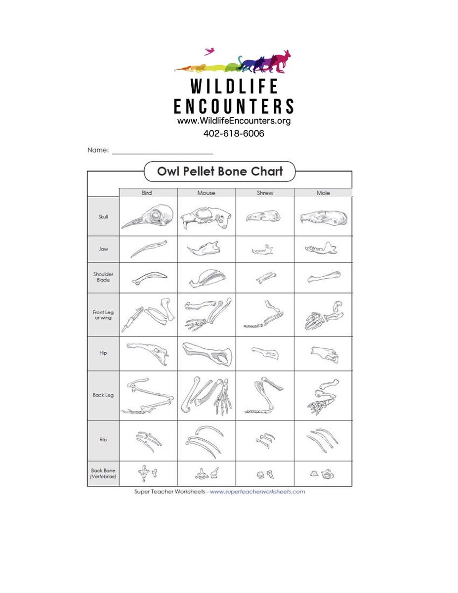 Here is the bone identification chart for tomorrow owl pellet dissection.