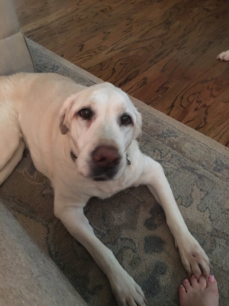 Allison Meyer tweet media