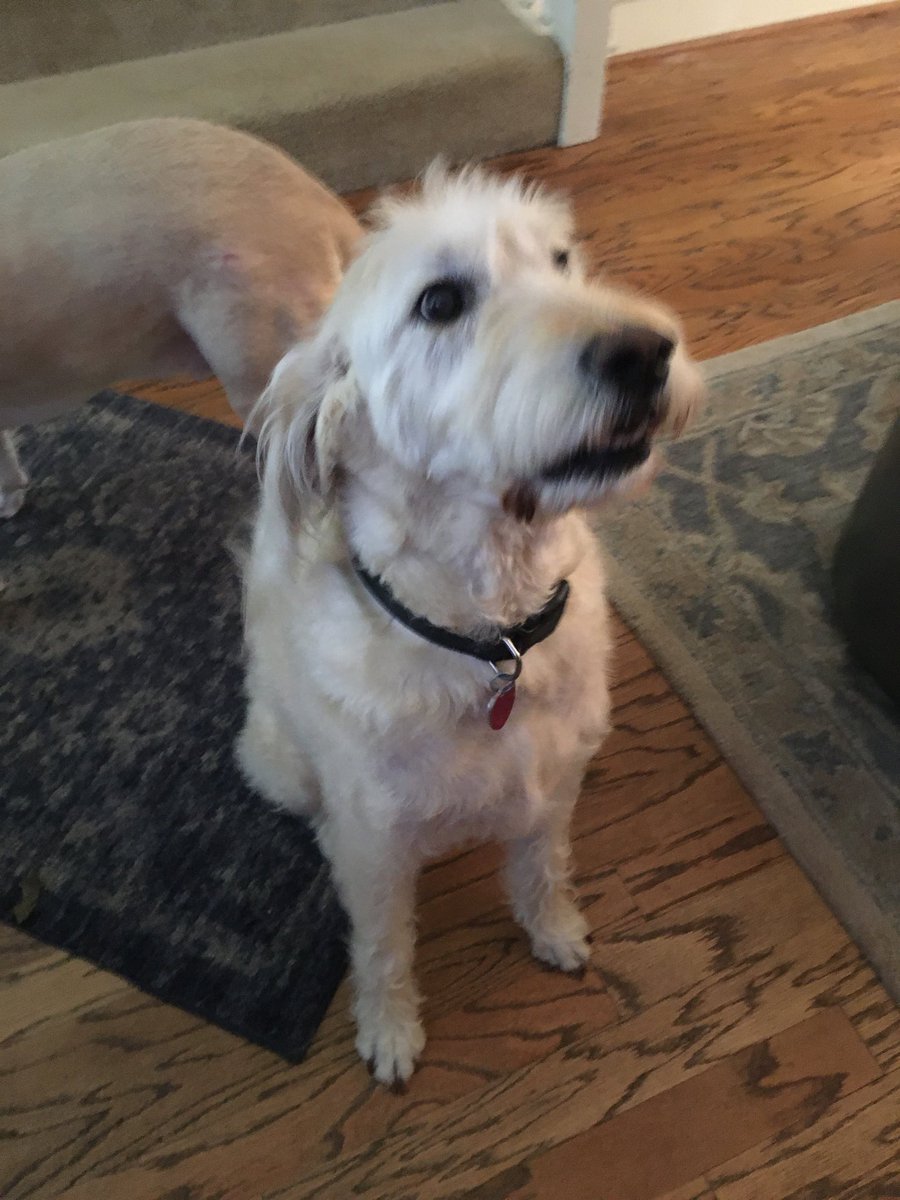 Allison Meyer tweet media