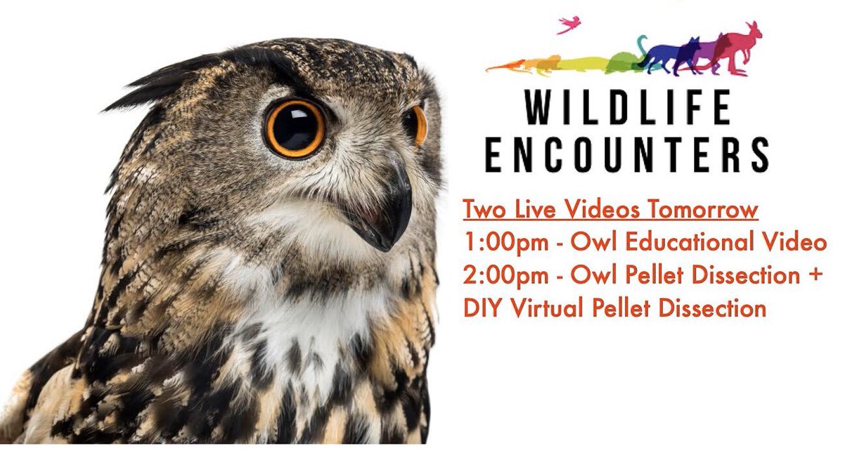 Virtual Owl Presentation tomorrow on our Facebook page!  Check it out. Will also be uploaded to our website at wildlifeencounters.org