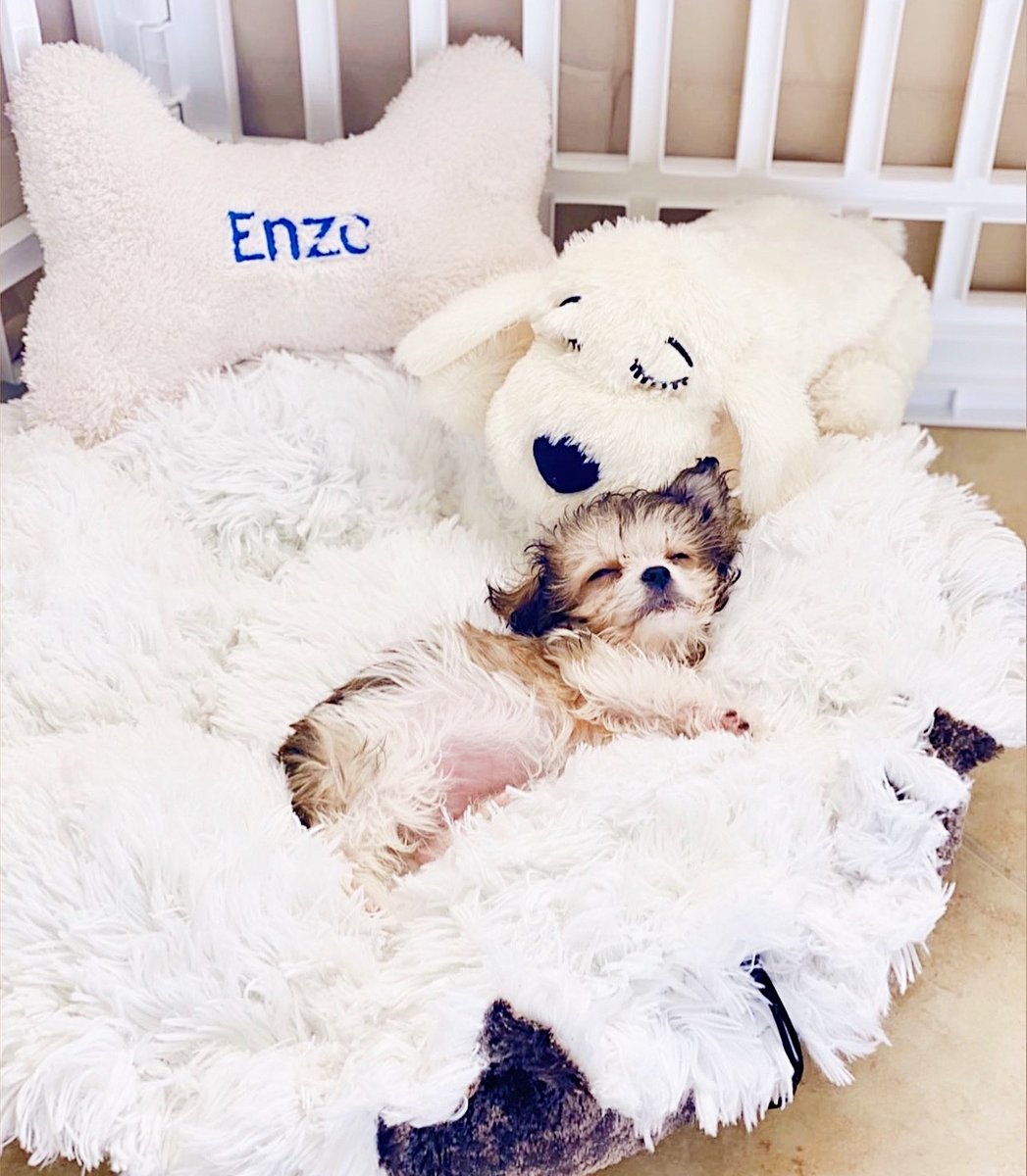 furzly's tweet photo. Enzo the cavachon showing off how to stay home and away from others with pup love! 🙌
Want to be featured next? Message us photos of your pets!🐶
#dogsoftoday #petcare https://t.co/5LQLY7oQMS