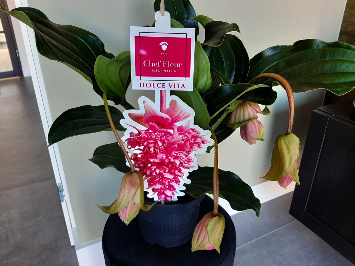 KUBO_nl's tweet photo. Deze week bezorgt collega Eef iedere KUBO-collega een medinilla-plant van Kwekerij Atlantis. In deze zware tijd willen we de sierteeltsector hiermee wederom een steuntje in de rug te bieden. #FlowerBoost #buyflowersnottoiletpaper #flowersmakepeoplehappy #staypositive https://t.co/MhY8gykfQH