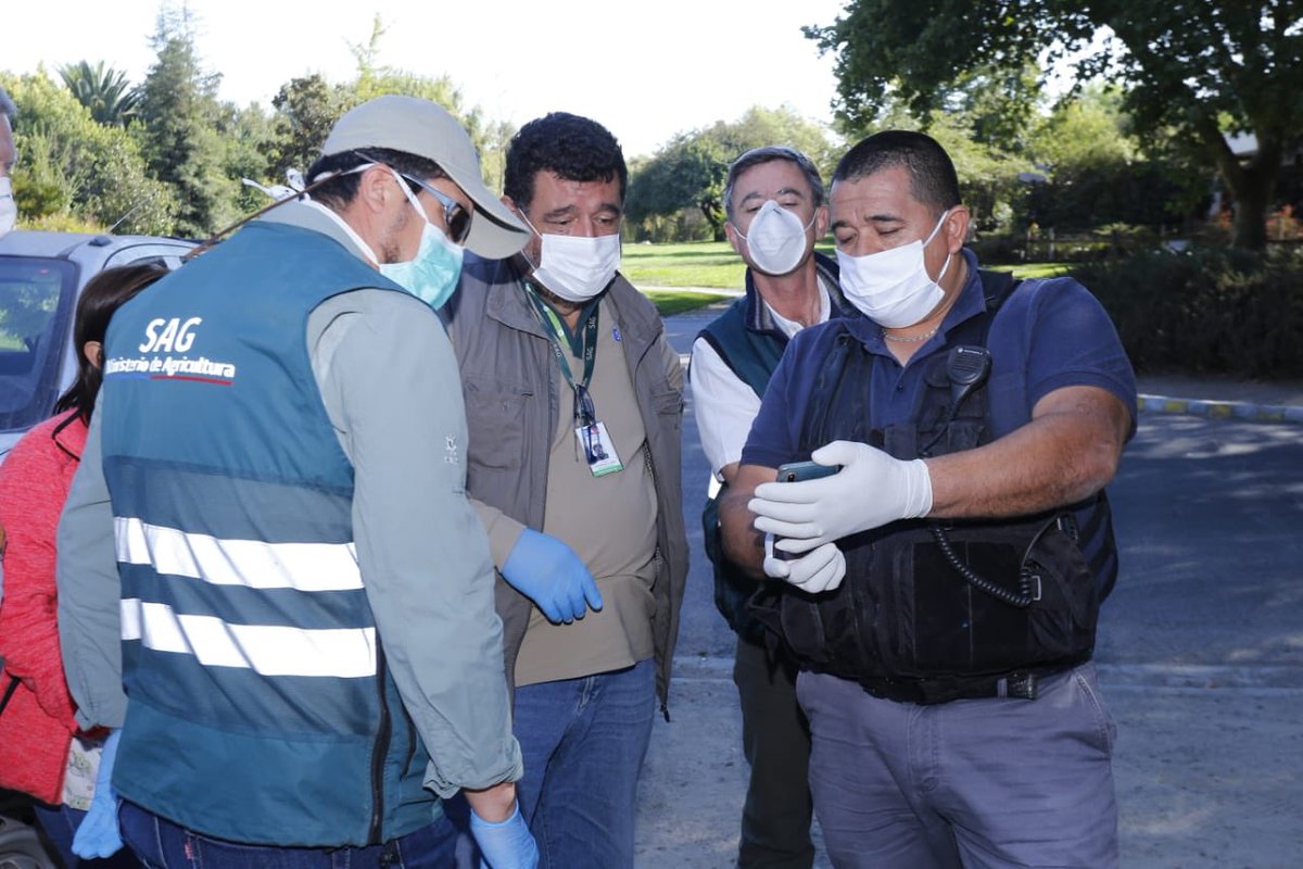 antoniowalkerp's tweet photo. Funcionarios del @sagchile y @MuniColina participaron del operativo para encontrar al #Puma visto anoche en Chicureo.
Se recomienda a los vecinos que ante cualquier caso no intentar atraparlo ni alimentarlo y comunicarse con Carabineros o el SAG. https://t.co/e7BZ4hQ79D