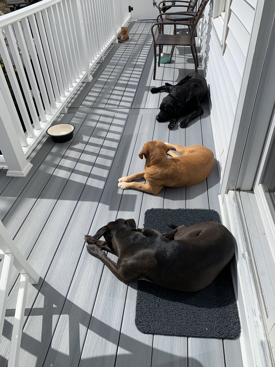 BeagleViolet's tweet photo. Social distance with my besties #beagle #beaglefacts # chillin https://t.co/iunw7t0ZTq