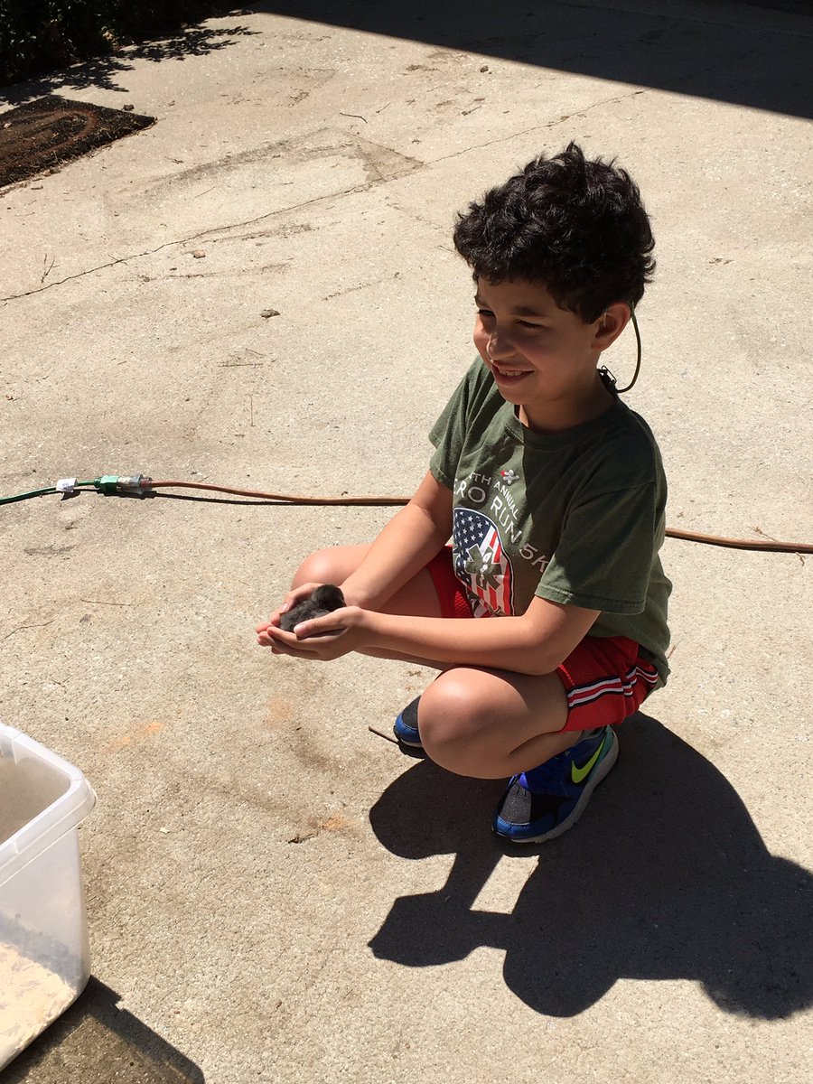 MsFagin's tweet photo. My son is learning about life cycles today. Live chickens are pretty exciting. Thanks to second grade teachers @CrescentElement for bringing learning to life! #GSCSCheckin #LearningNeverStops https://t.co/HoKM9jYPdR