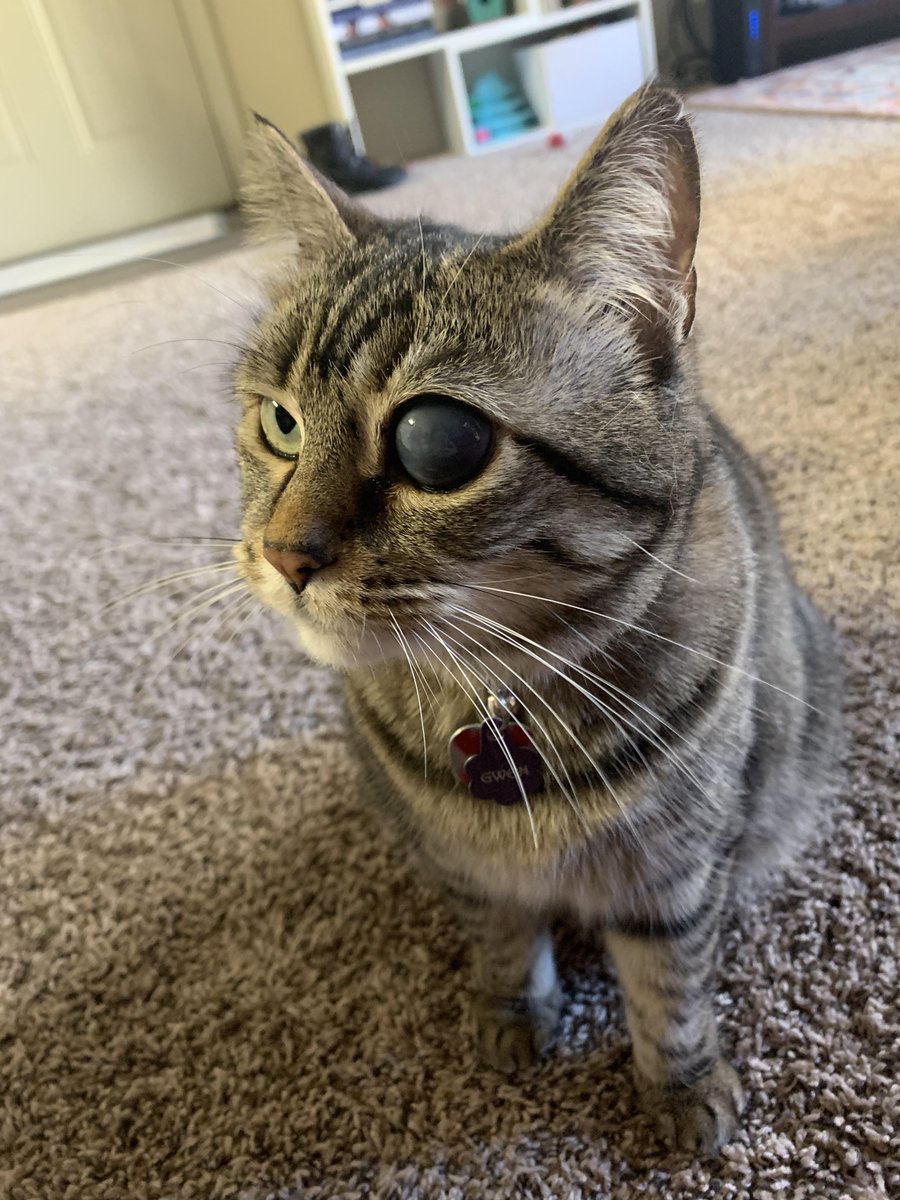 Michael S Cat Prayers For My Baby She Has To Get Her Eye Removed Today After Two Long Years Of Her Cornea Being Burst Caused By Trauma From My Horrible Ex Michael S Cat Prayers For My Baby She Has To Get Her Eye Removed Today After Two Long Years Of Her Cornea Being Burst Caused By Trauma From My Horrible Ex