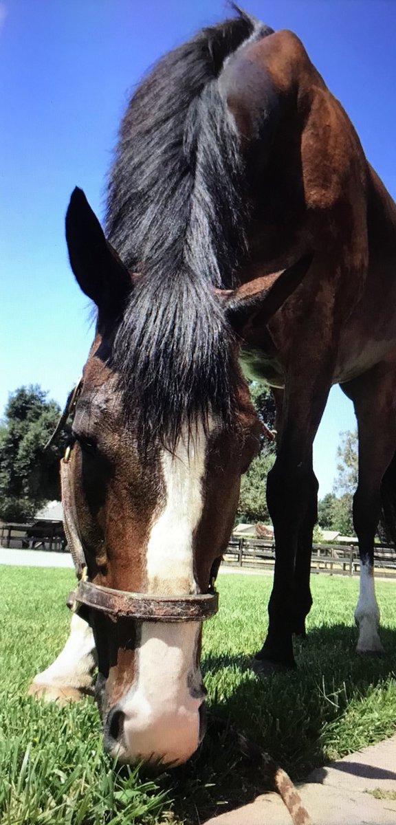 kashworth12's tweet photo. This is our “pet” Leo. #petsofausd https://t.co/zKPWp1bv1C