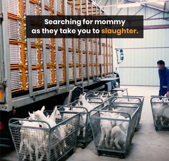 Unkn0wnWolf1's tweet photo. _________

HUMANS, now that You feel FEAR and SADNESS for your loved ones, think about the PAIN and SUFFERING that you cause to my brothers ... You, HUNTERS are now the prisoners of #COVID19... How are you feeling??? 

#UnKn0wn 
#AnimalRights 
#BeAVoiceOfTheVoiceless https://t.co/inb2f3dj22